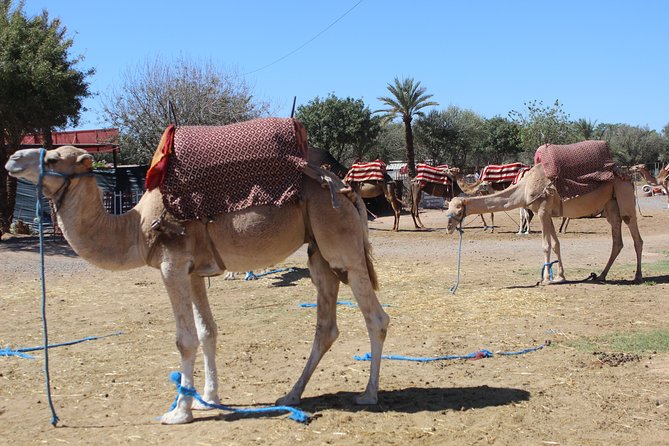 Camel Ride in the Palmeraie of Marrakech - Practical details before you book