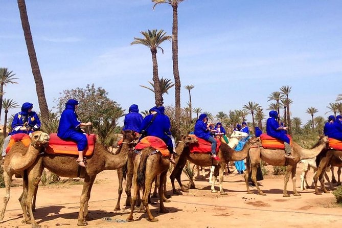 Camel Ride in the Palmeraie of Marrakech - What the one-hour camel ride is really like