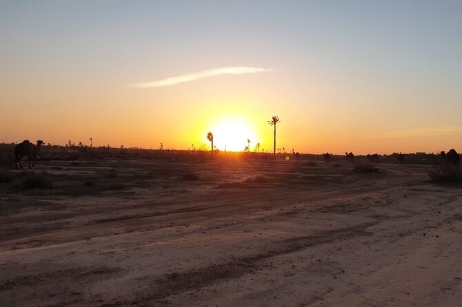Camel ride Marrakech - The palm groves, villas, and open tracks