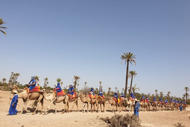 Camel ride Marrakech - Meeting the camels and judging animal care