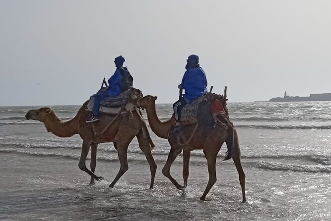 Camel ride or quad bike ride.. pick up, drop off. including - A coastal camel ride, not a Sahara expedition