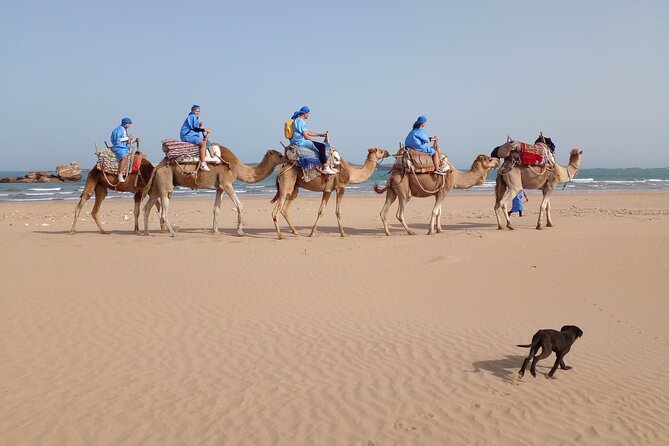 Camel ride or quad bike ride.. pick up, drop off. including - Starting at Ocean Vagabond on Boulevard Mohammed VI