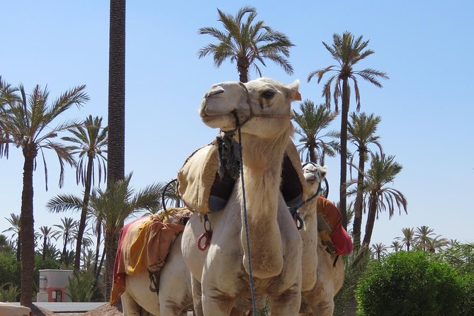 Camel Ride & Quad Biking Half Day in Marrakech - Moroccan tea and the rhythm of the afternoon