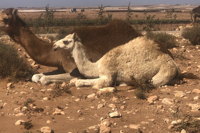 Camel Riding Agadir - From Agadir hotel reception to the camel route