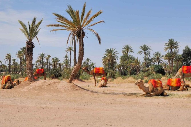 Camel Trek Around Marrakech Palmeraie - The minivan ride from your hotel or riad