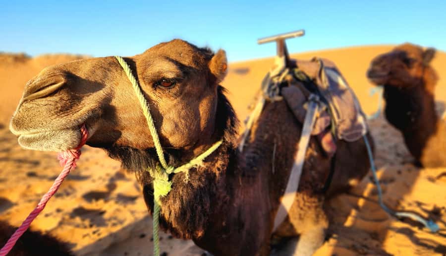 Camp Overnight in Merzouga's Erg Chebbi Dunes from Merzouga - What $47 really buys you