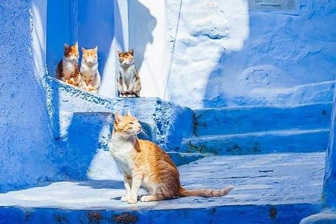 Chefchaouen Day Trip! The Blue Pearl - What you can realistically fit into three or four hours
