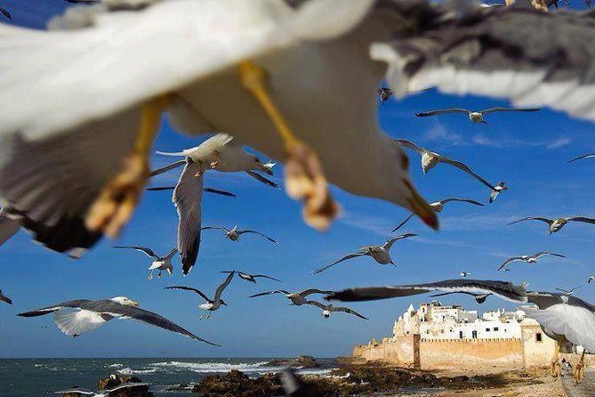 Day trip to Essaouira the portuguese town from Agadir or Taghazout - The Sea Bastion and Essaouira Ramparts