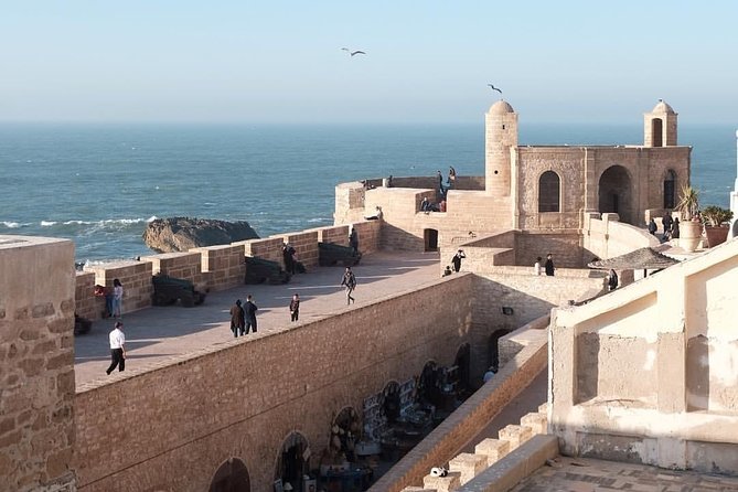 Day trip to Essaouira the portuguese town from Agadir or Taghazout - Goats in the Argan Trees