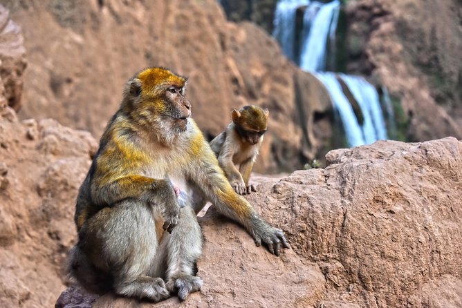 Day Trip to Ouzoud WaterFalls from Marrakech: Shared - What the 10-hour day really feels like