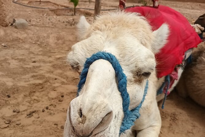 Desert Agafay and Atlas Mountains Day Tour & Camel ride From Marrakech - From Marrakech to the High Atlas foothills