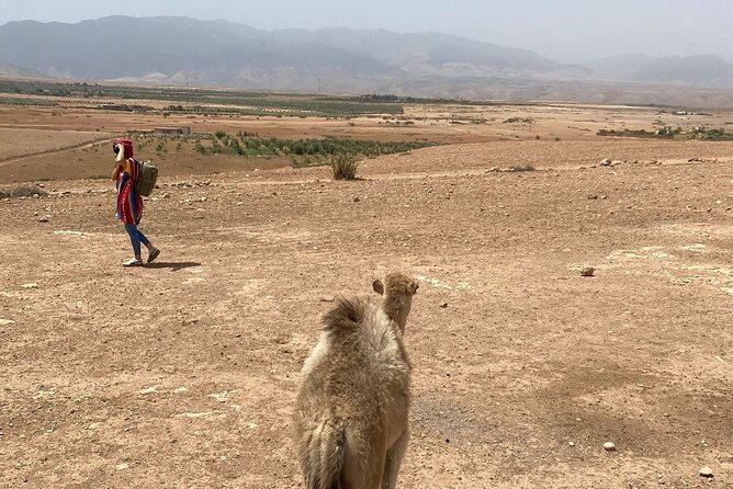 Desert Agafay and Atlas Mountains Day Tour & Camel ride From Marrakech - What the $14.83 price really buys you