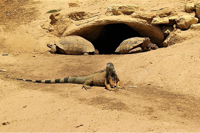Effortless Agadir Crocoparc Ticket and Transfer Service - A simple ride from Agadir to Crocoparc