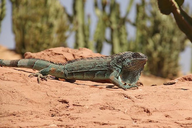 Effortless Agadir Crocoparc Ticket and Transfer Service - A strong choice for families with different interests