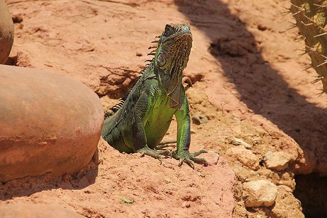 Effortless Agadir Crocoparc Ticket and Transfer Service - Tea, snacks, and what to bring