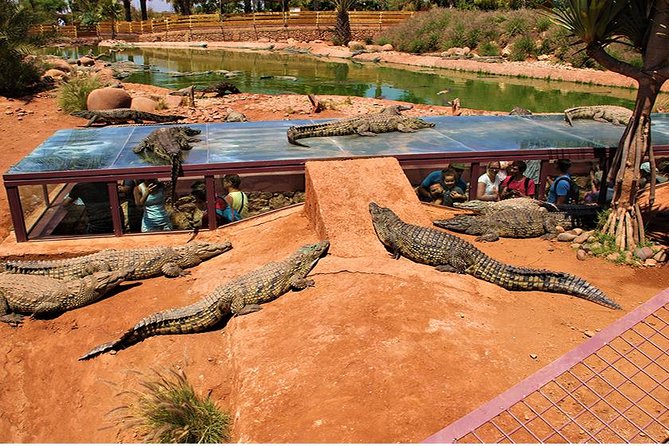 Effortless Agadir Crocoparc Ticket and Transfer Service - Timing, languages, and small practical details
