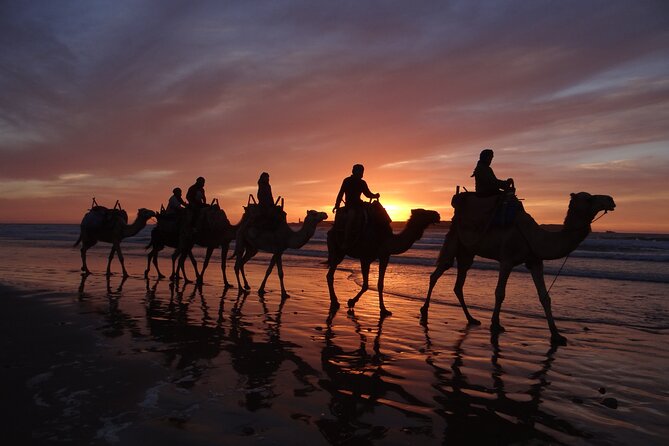 Essaouira 1 hour discovery ride on the back of a camel - The private format and the guide