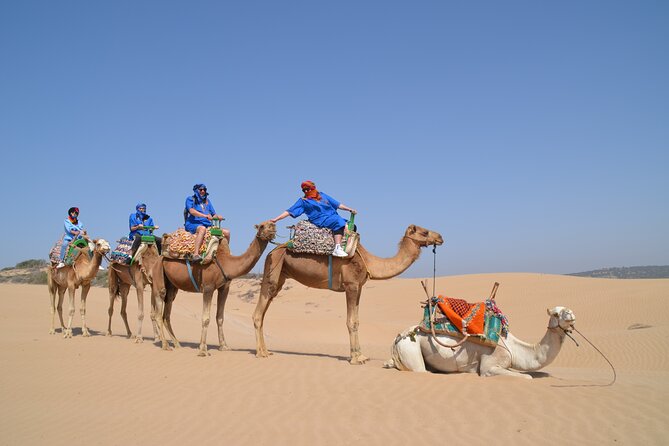 Essaouira 1 hour discovery ride on the back of a camel - Through the eucalyptus forest