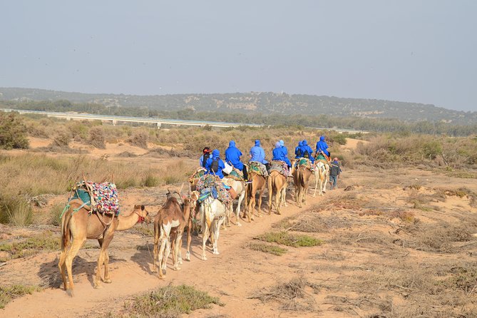 Essaouira 2-Hour Camel Adventure Ride - Forest paths and changing coastal views