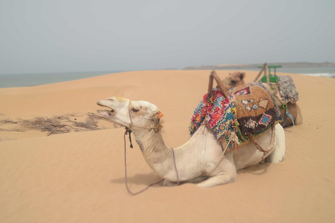 Essaouira 2-Hour Camel Adventure Ride - A guide who shapes the experience