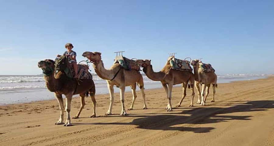 Essaouira: 2-Hour Camel Ride - Should you book it?