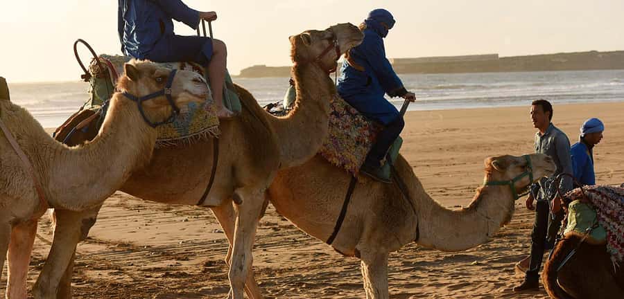 Essaouira: 2-Hour Camel Ride - What the camel experience is really like