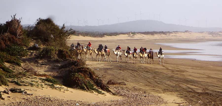 Essaouira: 2-Hour Camel Ride - Animal care deserves your attention