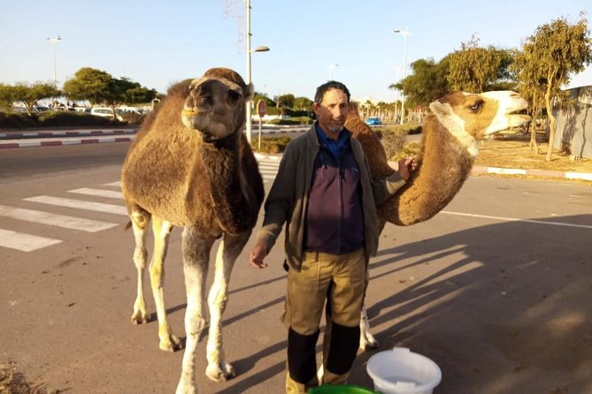 Essaouira Activities: Discover Essaouira by Quad - Dunes and argan trees add variety
