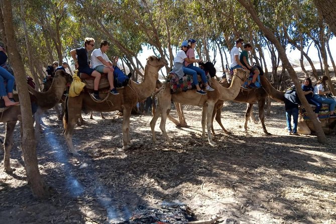 Essaouira Activities: Discover Essaouira by Quad - Who will enjoy this most?