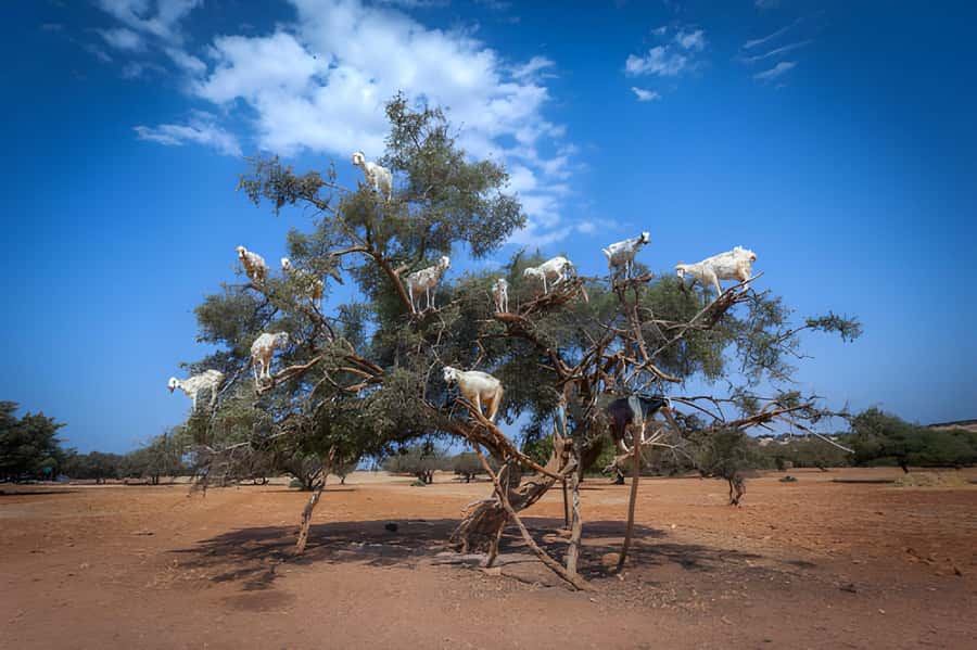 Essaouira Day Trip from Agadir - Coffee with a Berber village stop
