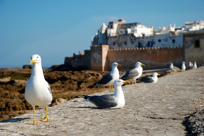 Essaouira Day Trip From Marrakech Including Surf Training - Lunch after the water