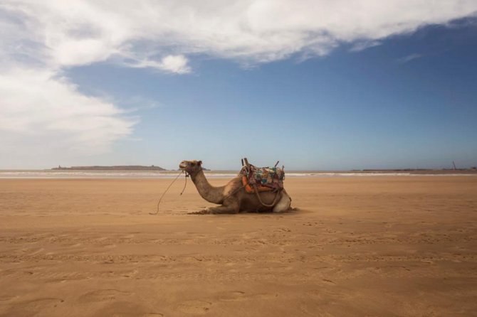 Essaouira Full Day Trip - Three hours to find your own Essaouira