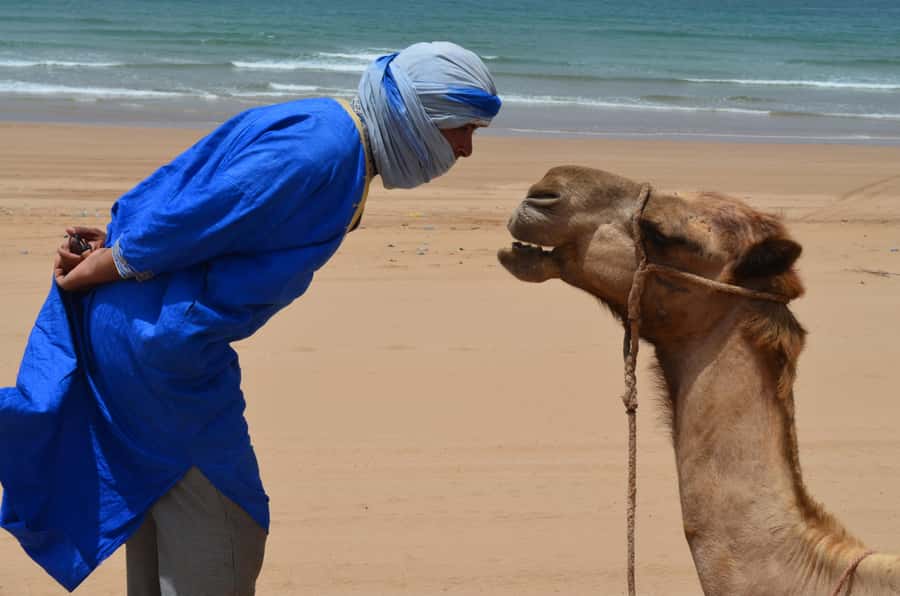 Essaouira: One Hour Dromedary Ride - Across the Diabat dunes