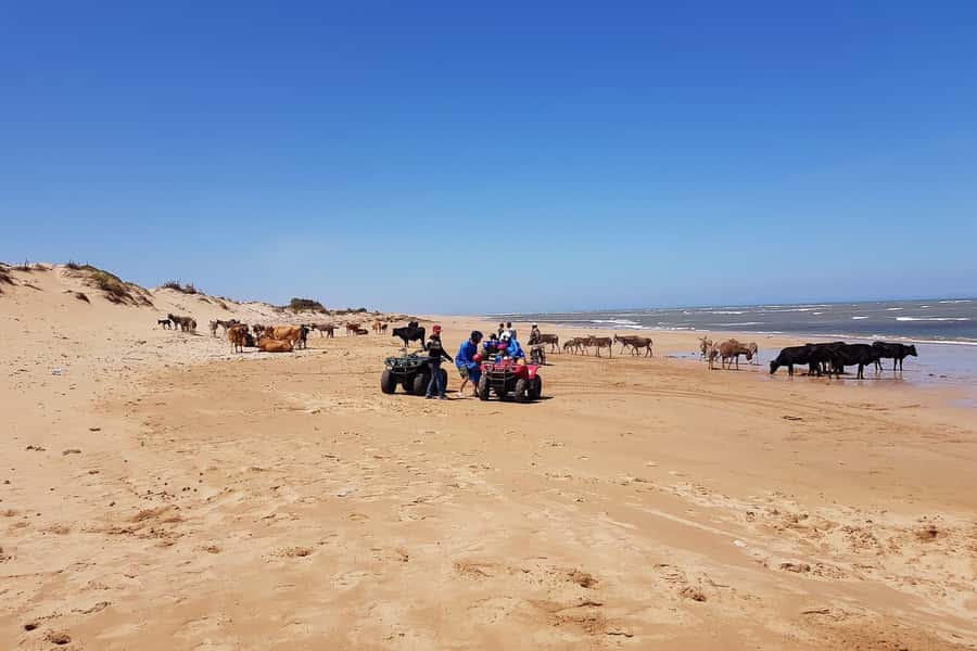 Essaouira P3: Quad tour forest beach dunes (free transfer) - Who will enjoy this ride most