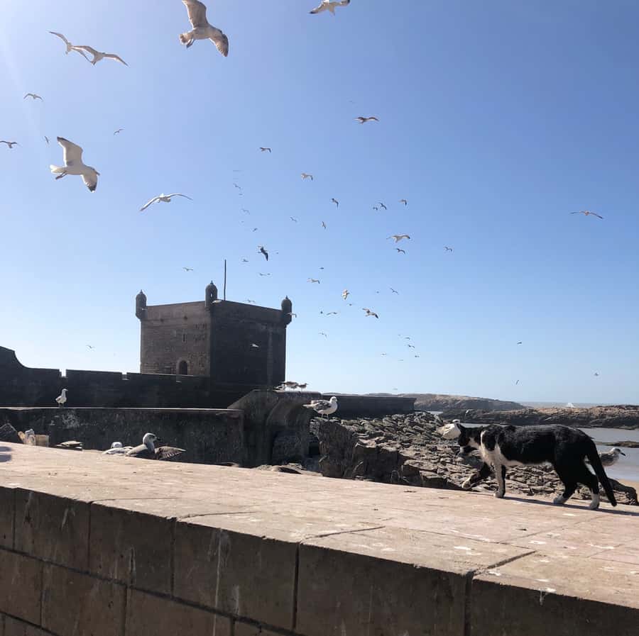 Essaouira: Private City Tour - Key points before you book