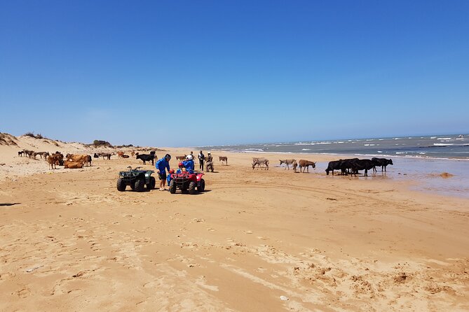 Essaouira: Quad ride / family & friends (free transfer) - Lunch, water, and the practical value