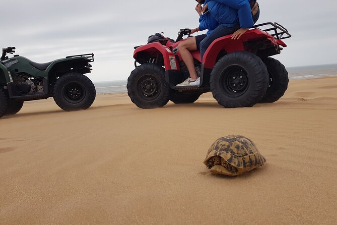 Essaouira: Quad ride / family & friends (free transfer) - Who will enjoy this most