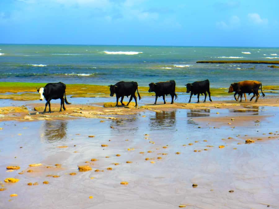 Essaouria: Beach & Big Dunes 2-Hour Quad Biking Tour - Beach riding with room to open up