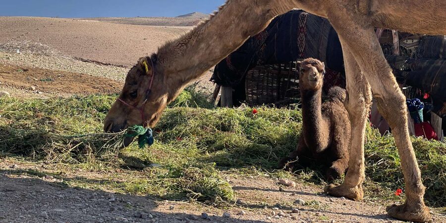Evening Marrakech: Agafay Desert Quad , Camel & Dinner Shows - Dinner under the camp lights
