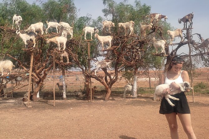 Excursion Essaouira from Marrakech - Key points before you book