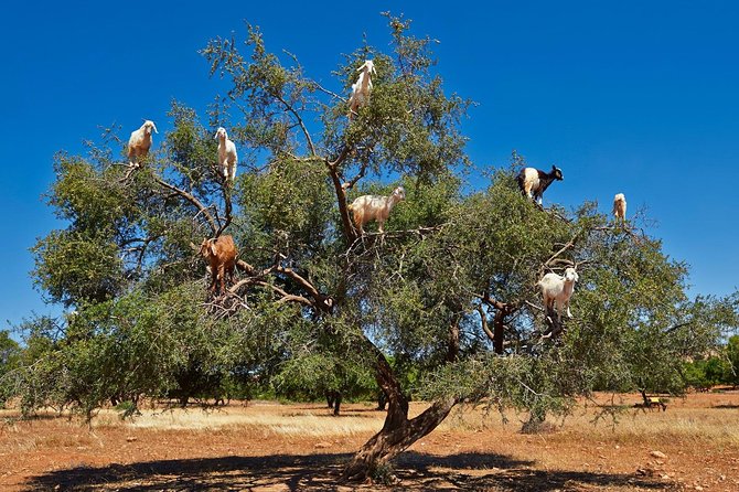 Excursion Essaouira from Marrakech - El Hanchane and the famous argan-tree goats