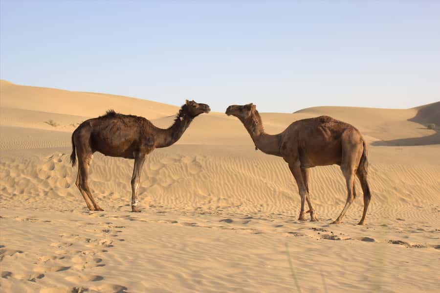 From Agadir: 4×4 Jeep Sahara Desert Tour with Lunch - Berber Lunch in a Traditional Setting