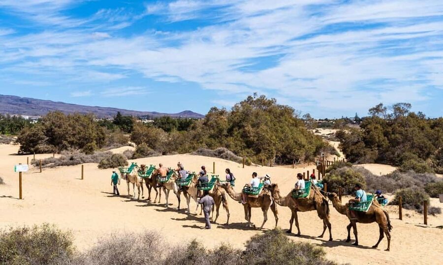 From Agadir: Camel Ride and Flamingo Trek - Through the forest toward the Souss River