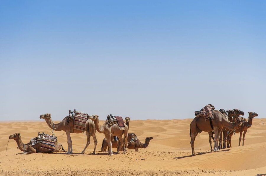 From Agadir: Camel Ride and Flamingo Trek - A glimpse of the palace, dunes, and ocean