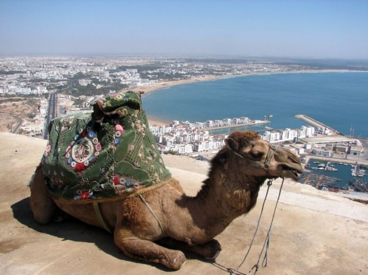 From Agadir: City Tour with Hotel or Port Transfers - Key points to know before booking