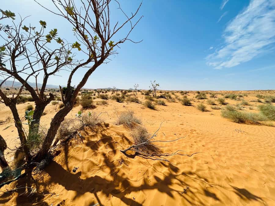 From Agadir: Jeep Desert Safari with Lunch and Camel Ride - Flamingos and wildlife near Souss-Massa