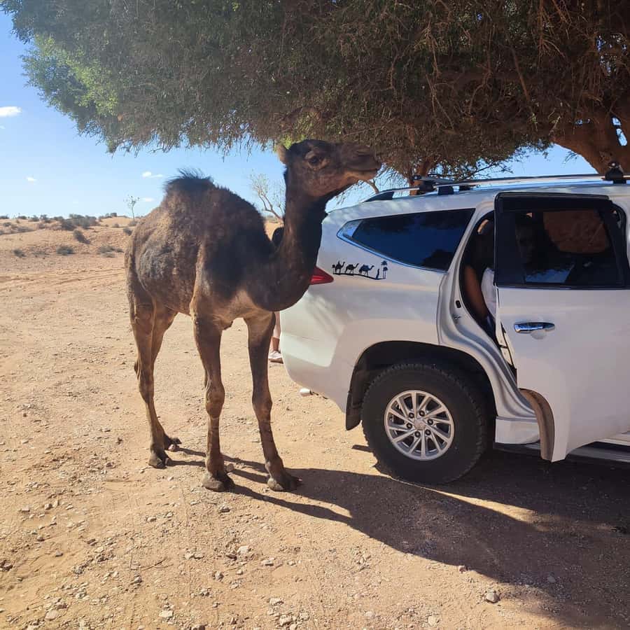 From Agadir: Mini Sahara Day Tour with Lunch - From Agadir to the Atlantic coast