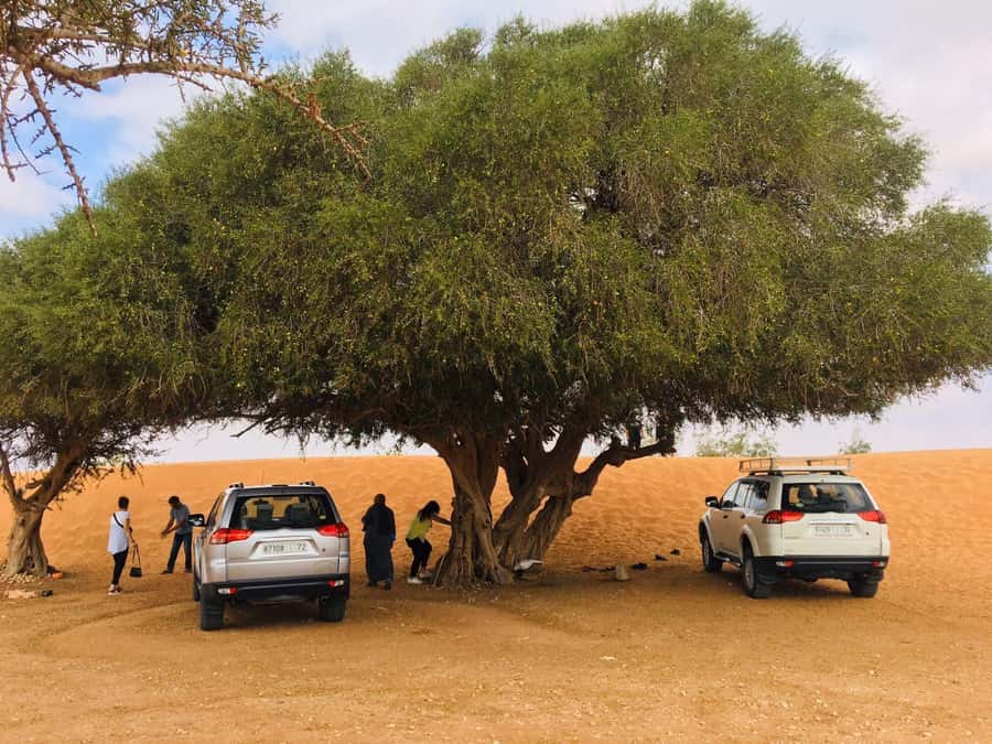 From Agadir: Mini Sahara Day Tour with Lunch - Who should book this day trip?
