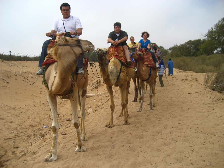 From Agadir or Taghazout: Camel Ride Berber Tour Experience - Through the eucalyptus forest to the Souss River