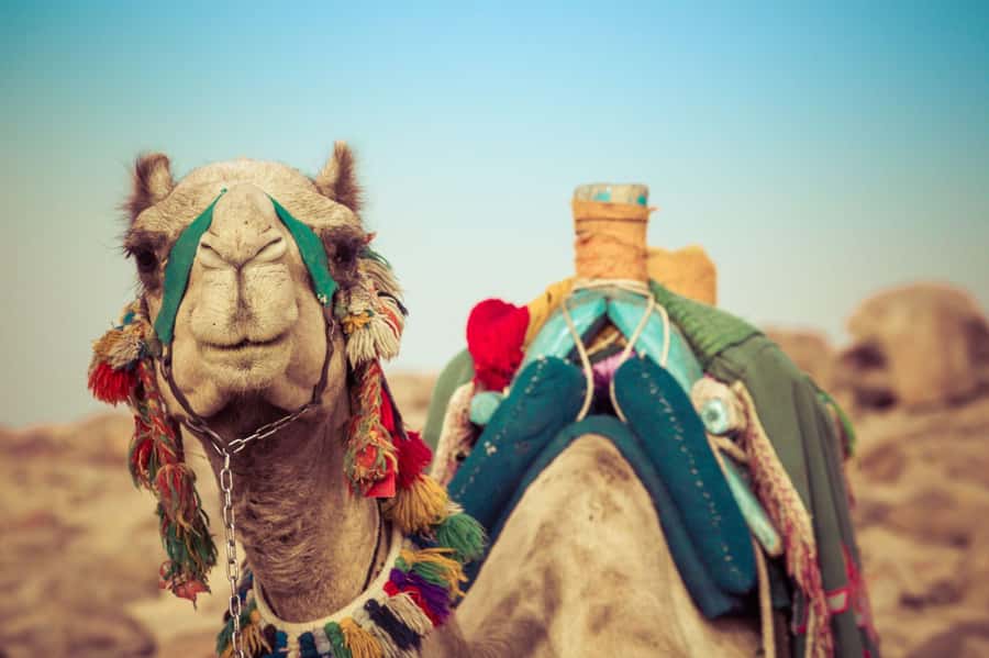 From Agadir or Taghazout: Camel Ride Berber Tour Experience - Flamingos are possible, not guaranteed
